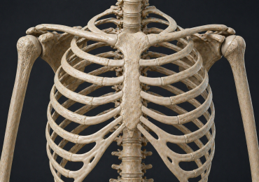 Перелом ребра и ребер