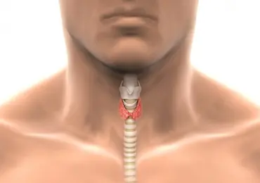 Почему увеличивается щитовидная железа и как это влияет на вес человека?