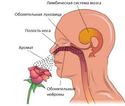 Потеря обоняния при простуде